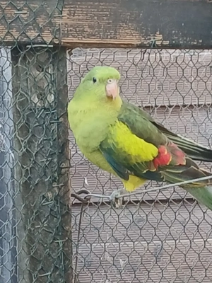 Bergsittich Hahn mit DNA 