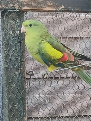 Bergsittich Hahn mit DNA  Bild 2