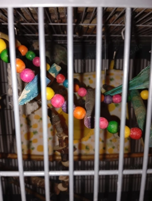 1 paar ziegensittiche abzugeben 