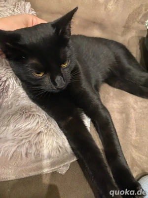 Katze, Kätzchen, 8 Mon. alt,geimpft, kastriert