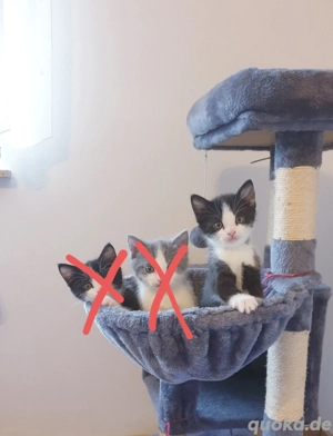 Hübscher Kater zu verkaufen