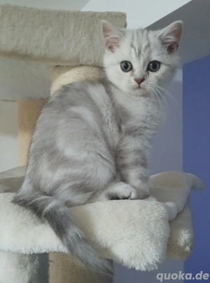 Reinrassige BKH Katerchen 