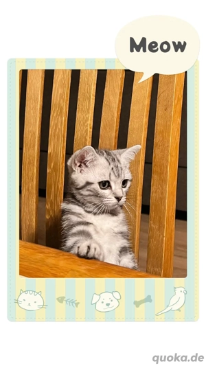 BKH Katerchen! Reinrassig!Abgabebereit! 