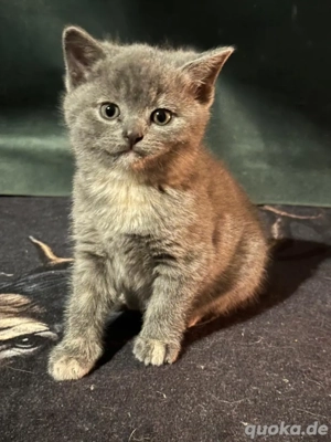 Brittischkurzhaar-Mix Kitten  4 noch frei