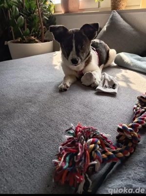 Süßes kleines Hundemädchen 