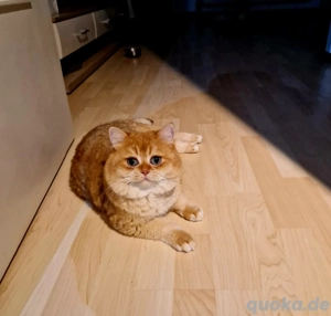 BKH Deckkater mit Stammbaum  Bild 3