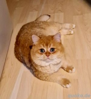 BKH Deckkater mit Stammbaum 