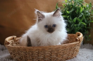 Wurfplanung Frühjahr 2026 Heilige Birma Kitten 