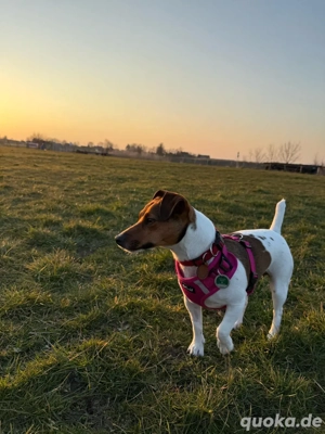 Jack Russel Hündin sucht DRINGEND erfahrenes Zuhause