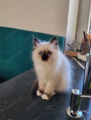 Heilige Birma Kitten