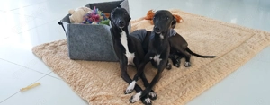 Italienisches Windspiel ... Italian Greyhound ....