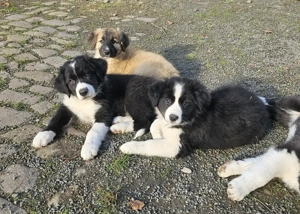 Mischlings Welpen aus Bordercollie x ungarischer Hütehund