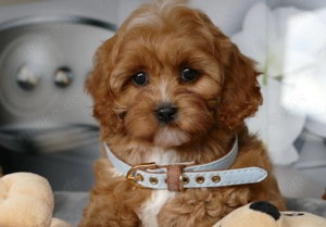 Wunderschöne Cavapoo Welpen (Toypudel Zwergpudel + Cavalier King Charles Spaniel) mit Ahnentafel