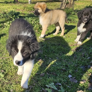Border-Collie Mischlinge 