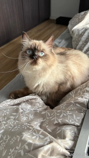 zwei Liebevolle Katzen suchen neues Zuhause