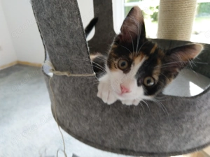 Katze weiblich EKH Glückskatze 6 Monate sterilisiert