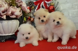 Reinrassige Zwergspitzwelpen in Wohnungsgröße