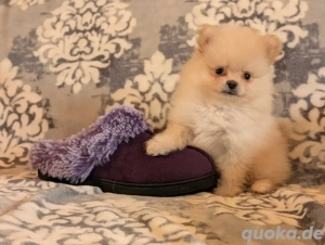 Wunderschöne Zwergspitz-Pomeranian-Welpen 