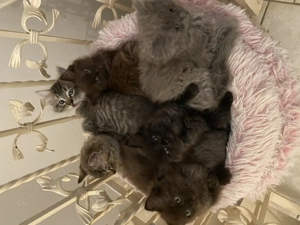 Exklusive Ragdoll & Cherubim Kitten mit Stammbaum