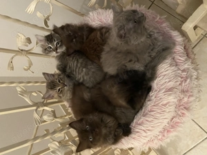 Exklusive Ragdoll & Cherubim Kitten mit Stammbaum Bild 2
