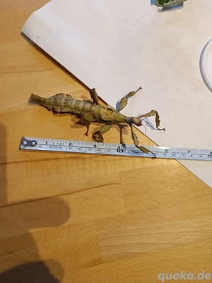 Eier von Gespenstschrecken 