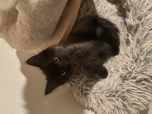 Exklusive Ragdoll & Cherubim Kitten mit Stammbaum Bild 3