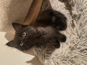 Exklusive Ragdoll & Cherubim Kitten mit Stammbaum Bild 4