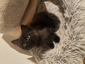 Exklusive Ragdoll & Cherubim Kitten mit Stammbaum Bild 5