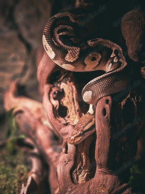 Königspython 0,1 Weibchen Python regius Terraium