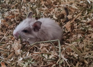 Degus suchen ein schönes neues Zuhause!