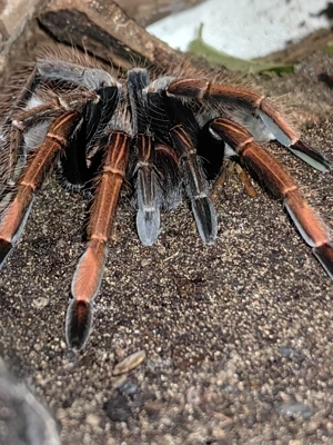 Diverse Vogelspinnen 