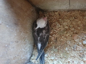 Junger Weißkopf Nymphensittich zur weiteren Handaufzucht zu verkaufen 