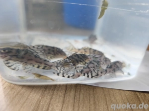 Welse L236 Ausnahme Tiere 