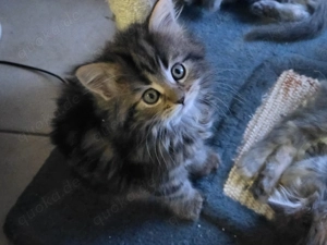 Süsse Kitten abzugeben ab Anfang Dezember