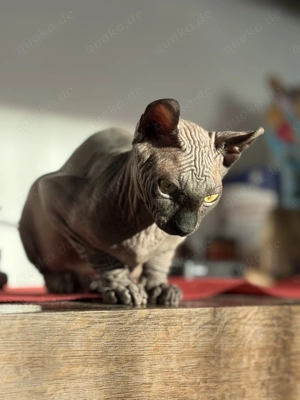 Sphynx elf Mädchen sucht Liebe zuhause 