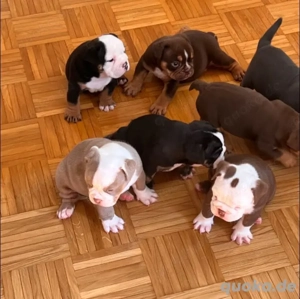 Englische Bulldogge 