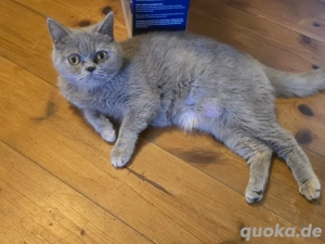 Britisch Kurzhaar (BKH) Katze zu verkaufen