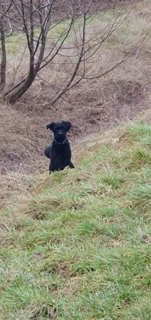 Puli, Puli-Mix für Agility und Sport