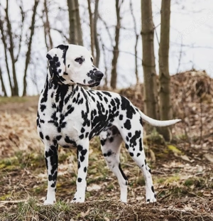 Dalmatiner X Border Collie Welpen
