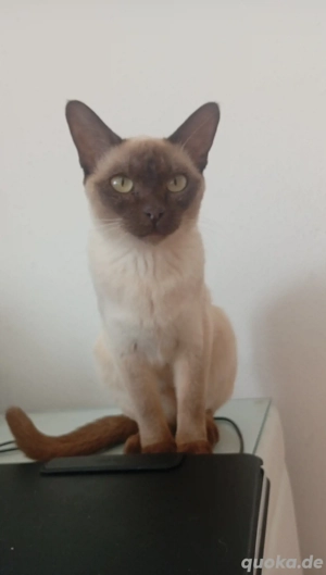 reinrassige Burma Katze 