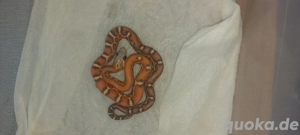 scaleless  classic  amel.  pied sieded Bild 3