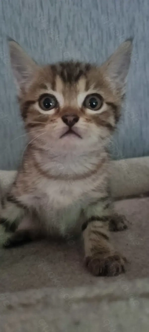 5 Babykatzen abzugeben 