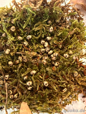 Australische Gespensterschrecke Eier 