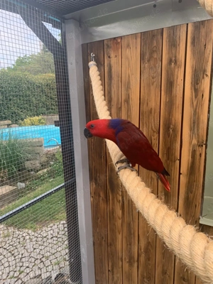 Edelpapageien zu verkaufen 