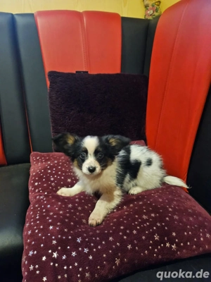 hunde welpen papillon 