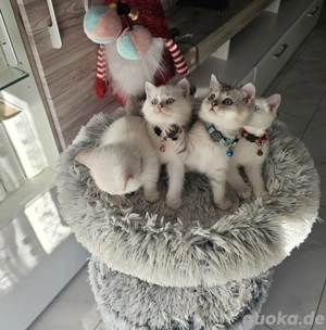 BKH Kitten Kätzchen Britisch Kurzhaar Katzenbaby 
