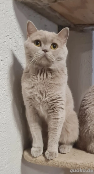 BKH Mädchen in Fawn 11 monate alt.