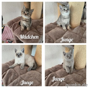 BKH Kitten ab sofort 