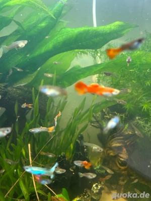 Gruppy  Gruppe abzugeben  20 Tiere 