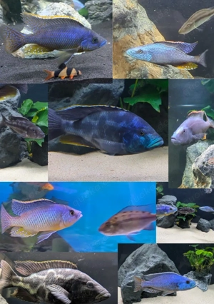 Wir verkaufen Räuber ( Malawis)